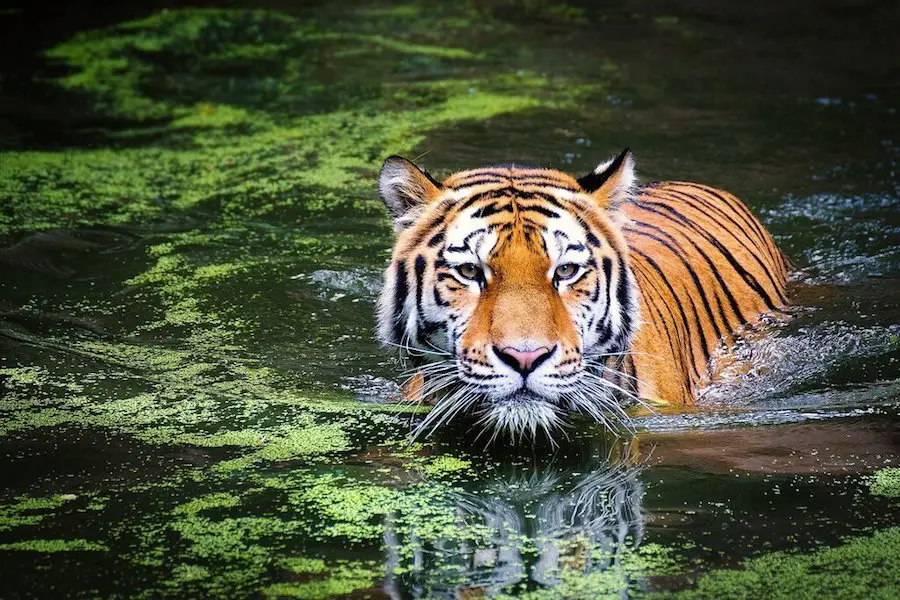 Royal Bengal Tiger Sundarban