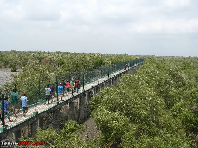 Canopy Walk Sundarban